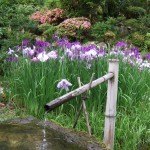 菖蒲の咲く頃、同朋の会で庭を愛でながらお茶会をしています。