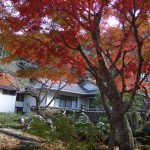 １２月３日（土）境内の池の縁の紅葉です。